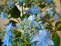 2009_0510_112229-CIMG4249.jpg