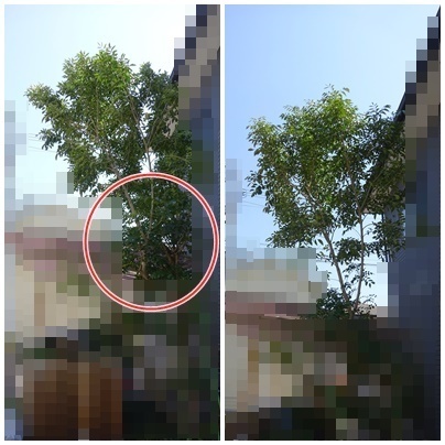 2剪定.jpg