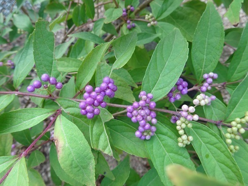 DSC00482 2.jpg