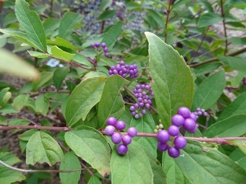 DSC00483 2.jpg
