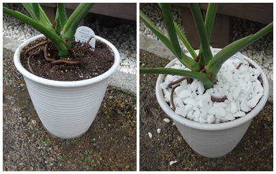 モンステラ 植え替え.jpg