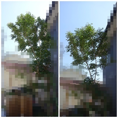 剪定.jpg