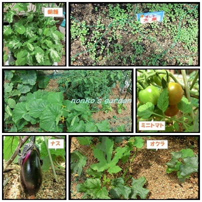 夏野菜.jpg