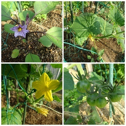 夏野菜cats.jpg