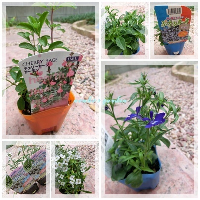 寄せ植えしましょ.jpg