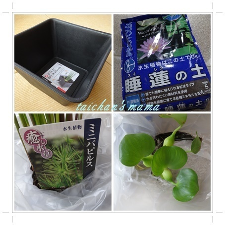 水生植物.jpg