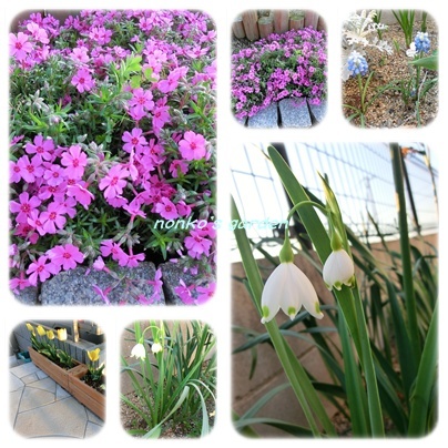 芝桜 他.jpg