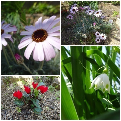 花.jpg