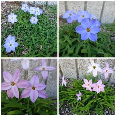 花.jpg