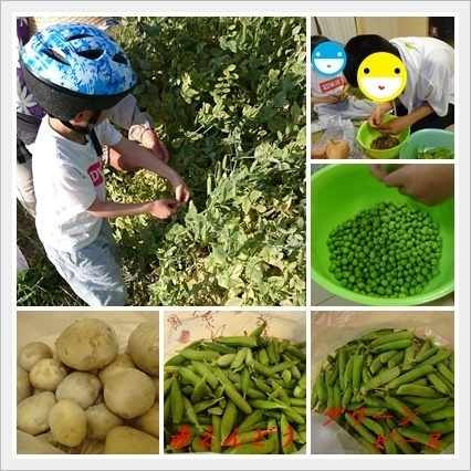 豆.jpg